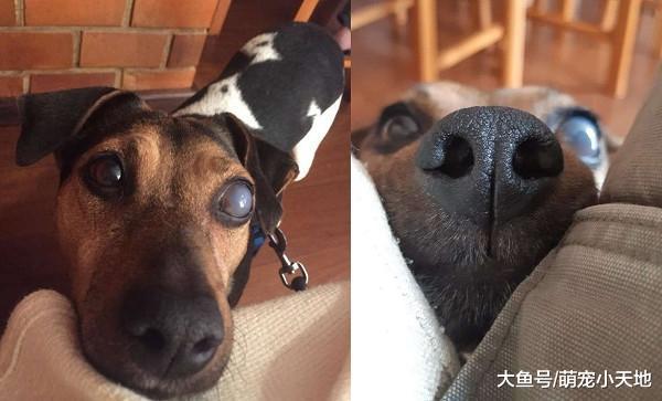 撒娇盲汪每5分钟找人靠头, 还装傻拒爬楼梯: 爸爸抱