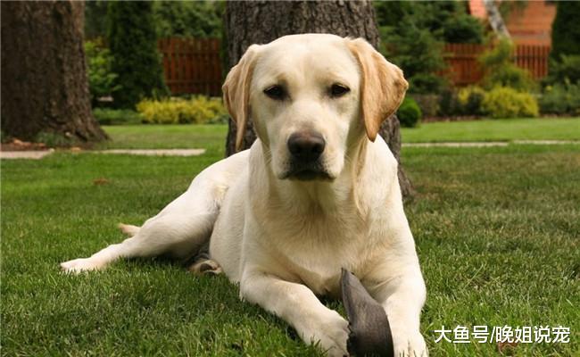 5种最听话的狗狗, 泰迪上榜, 松狮在内, 第五种很聪明