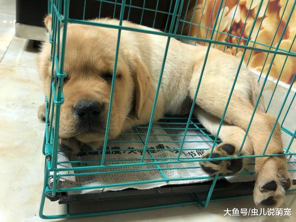 它在笼子里就是吃睡, 出来就咬东西, 现如今都能睡着吃了