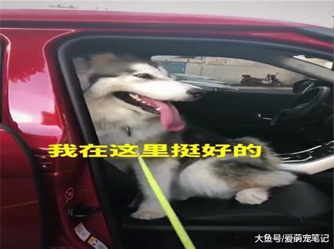 阿拉斯加突然跳上一辆豪车后, 主人怎么拽都不下车, 这狗好眼光啊