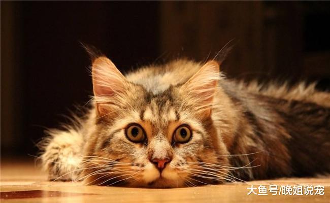 猫咪送宠主礼物都是有原因的, 宠主们可不要辜负它们的心意