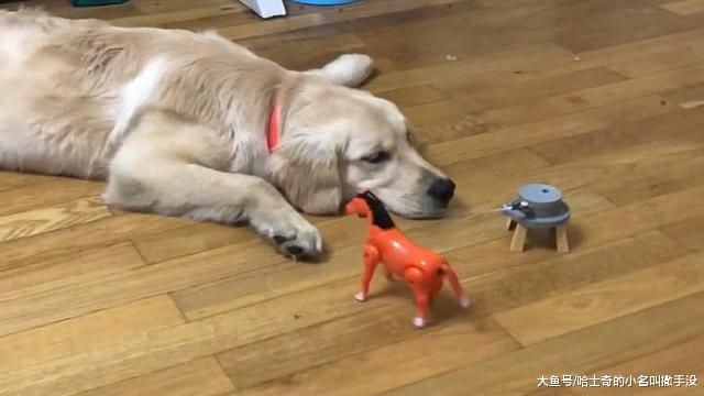 狗狗看见玩具就走不动了, 不给买就不走, 养狗就跟养了个孩子一样