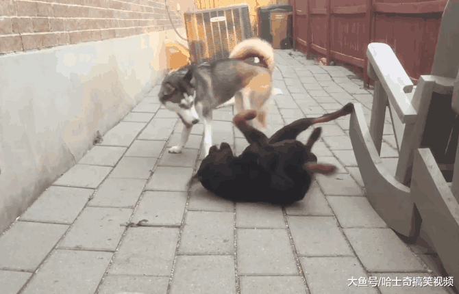 网友养了只猛犬, 结果被二哈“四兄弟”带偏了: 还能看家?