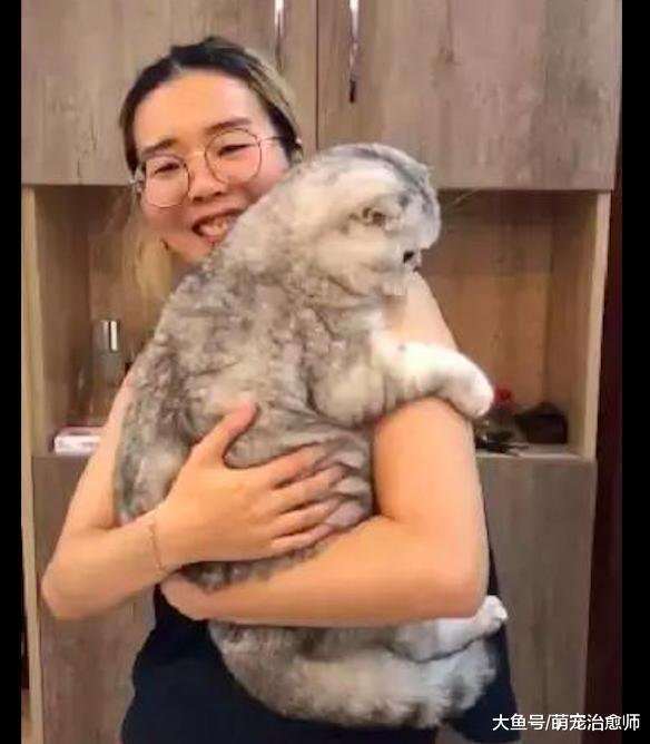 朋友说猫咪太胖了, 结果它委屈得向主人撒娇, 这小眼神好有戏!