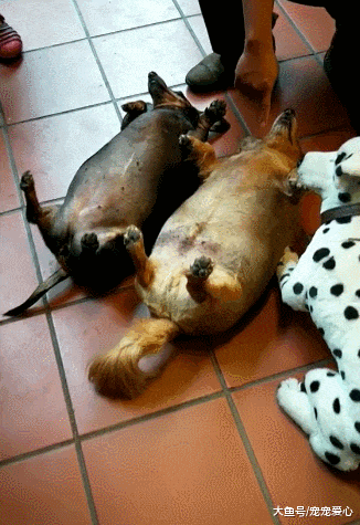 送两只狗狗去乡下, 奶奶照顾了三个月, 再见时主人乐了