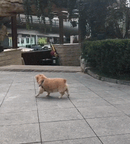 柯基柯基柯基, 还是柯金