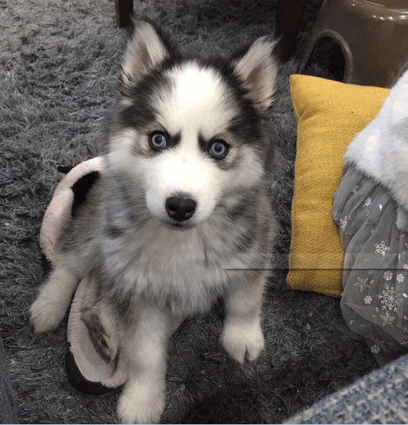 两个多月的小哈士奇早早就“谢顶”变郭达, 却成了小区的网红狗