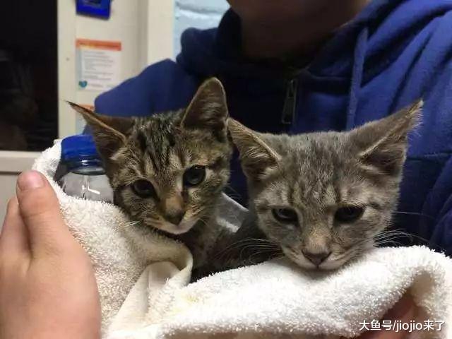 路人意外发现12只被冻僵的小猫, 志愿者们成功将它们“复活”