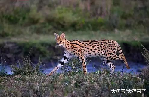 薮猫中的黑精灵和白精灵, 你最喜欢哪一个?