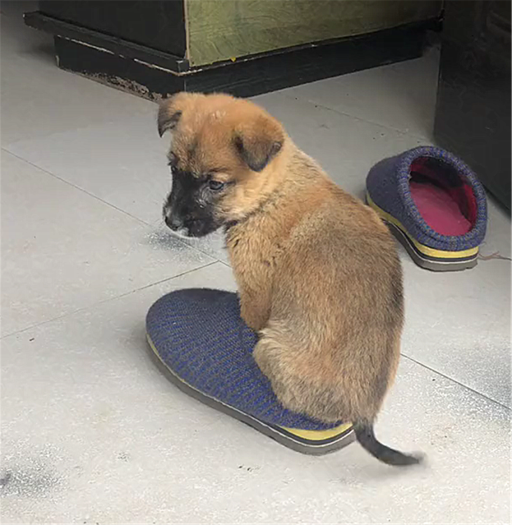 小狗崽嫌冷, 四只脚塞棉拖里保暖, 狗: 冻脚脚……