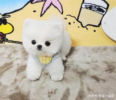 世界上体型最小的5种狗狗, 博美上榜, 第一能装进茶杯里!