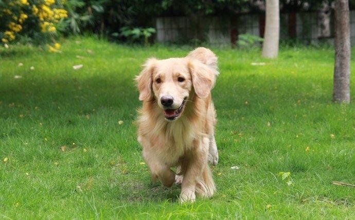 大金毛第一次游泳, 上岸后这样走路, 不禁让人想入非非