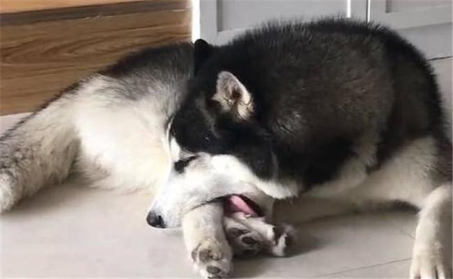 狗界种, 傻狗不只有二哈, 下面两种狗狗比二哈强不了多少