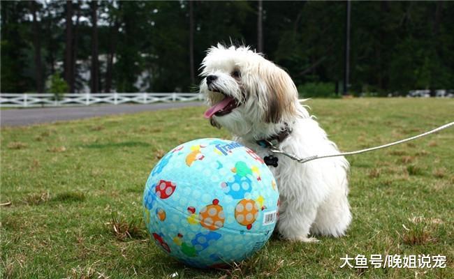 养狗后你生活和想象的不一样, 会发生5种变化, 你别不信