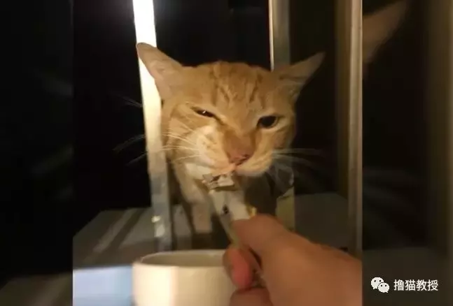 从混迹街头的凶狠橘大哥, 到生病后退隐家庭的橘猫