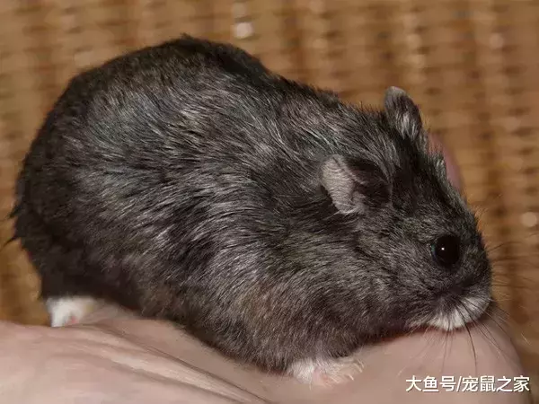 一文带你走进仓鼠世界: 仓鼠种类之坎贝尔仓鼠