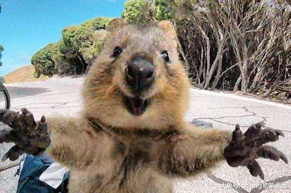 天生有着一副微笑脸, 身长60厘米, 因为这个原因不能成为宠物