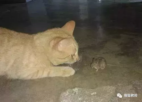 猫咪看见对面有老鼠, 毫不犹豫就冲过去可最后这结局是怎么回事?