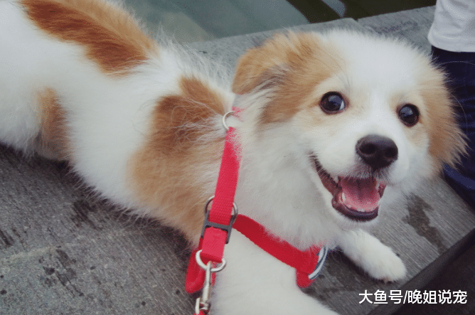 狗狗低智商的表现, 第四种喜欢和主人对着干, 第一种容易背叛