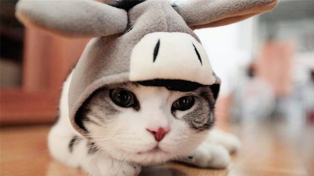 小猫在地鼠机里找老鼠, 可每次松脚都抓不到, 这让猫咪很崩溃!