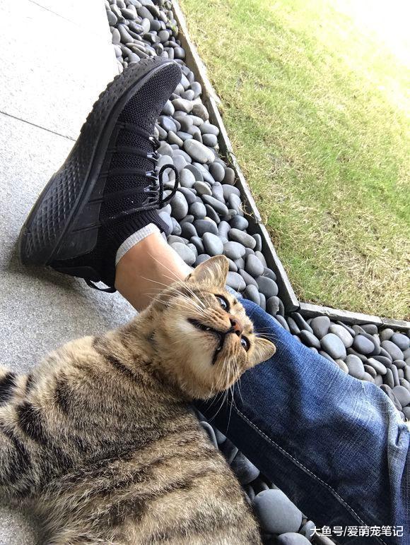 网友遇到一只乖巧的狸花猫, 却无力收养, 看到它的状况让人心疼!