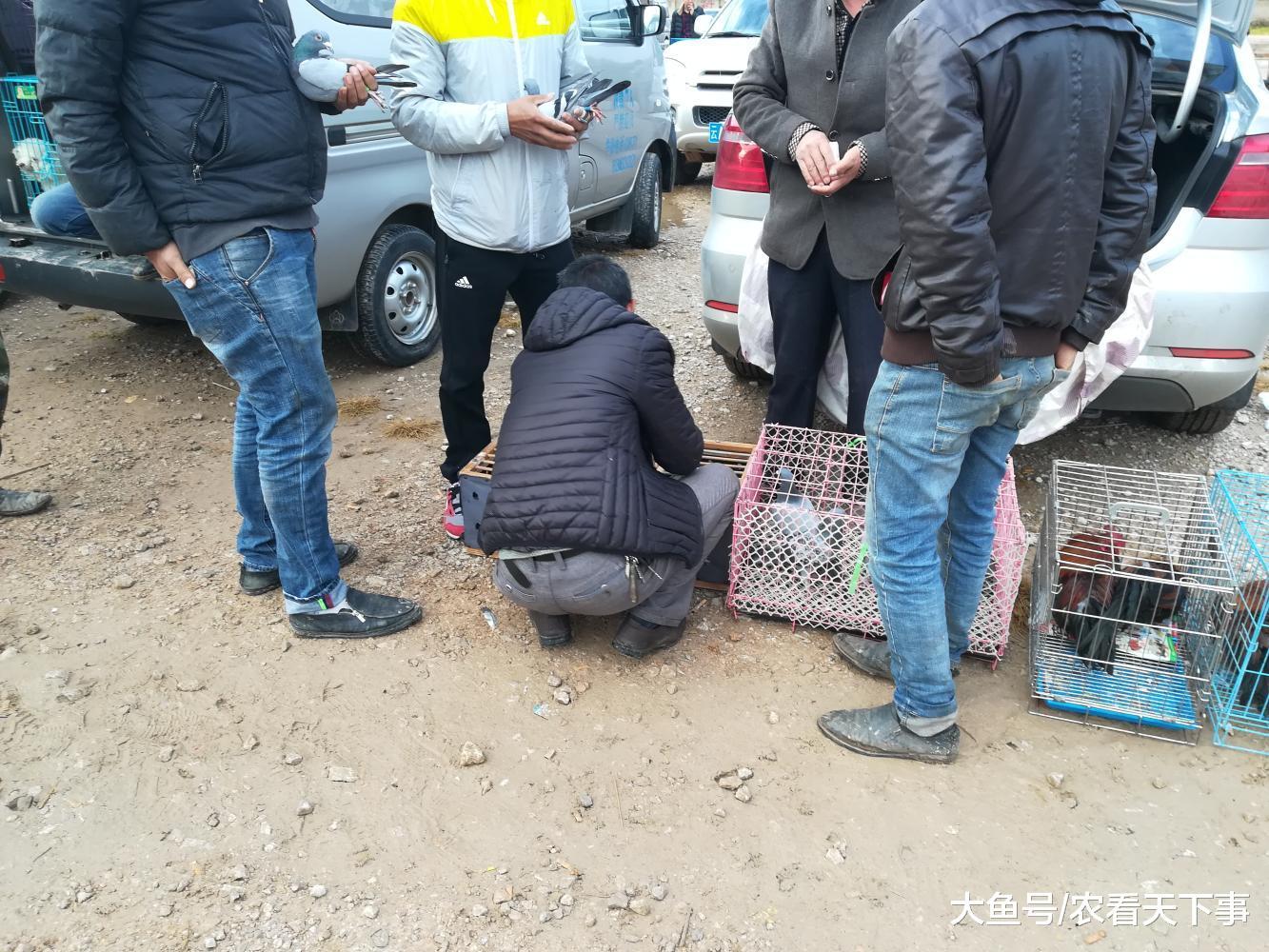 狗市: 宠物种类繁多, 宠物鸽子100元三只, 旁人都说便宜!