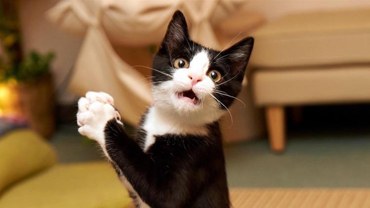 猫咪其实会偷偷溜出门, 别说你不知道!