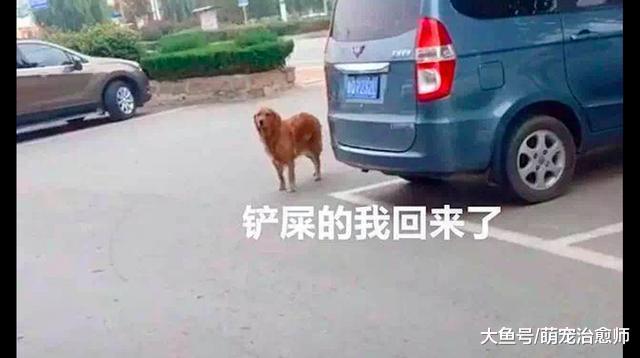 金毛偷溜去玩, 回来时身上多了一张字条: 我吃了8个包子没给钱!