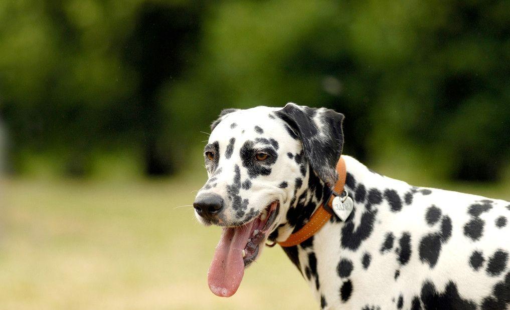 兽医穿睡衣帮狗狗看病, 只因狗狗拒绝检查, 医生变装获取信任