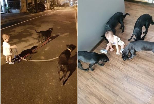 萌娃自带吸引狗狗的磁铁, 跌倒后6只汪冲上去安慰围圈狂舔
