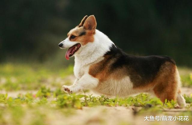 就这几点, 可以帮助你延长“柯基犬”寿命, 要不要!
