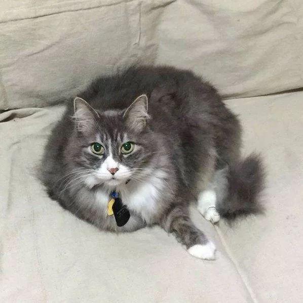 因公司倒闭而遭到弃养的失明猫咪, 最后的归宿却暖心得不行