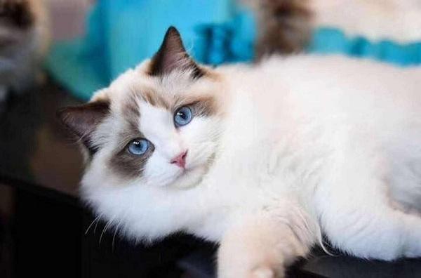 布偶猫性格有多好, 布偶猫为什么要做绝育你都知道吗