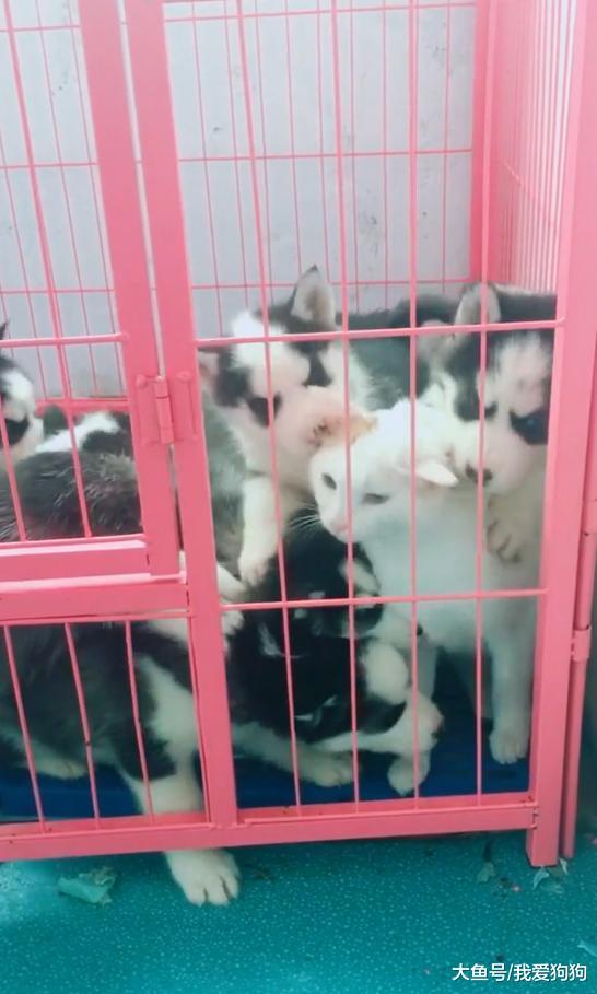 掉进“狼窝”的喵星人表示: 不如给我个痛快, 何必这么对待小动物