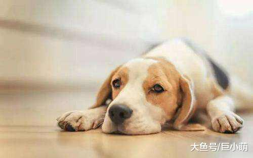 狗狗患上狂犬病的4大特征, 如果狗狗有这些问题, 那可能是中招了