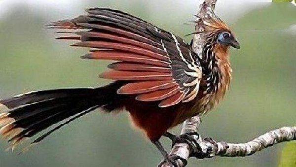 地球上10大最臭的动物, 抹香鲸也上榜, 放屁虫第六, 臭鼬居榜首