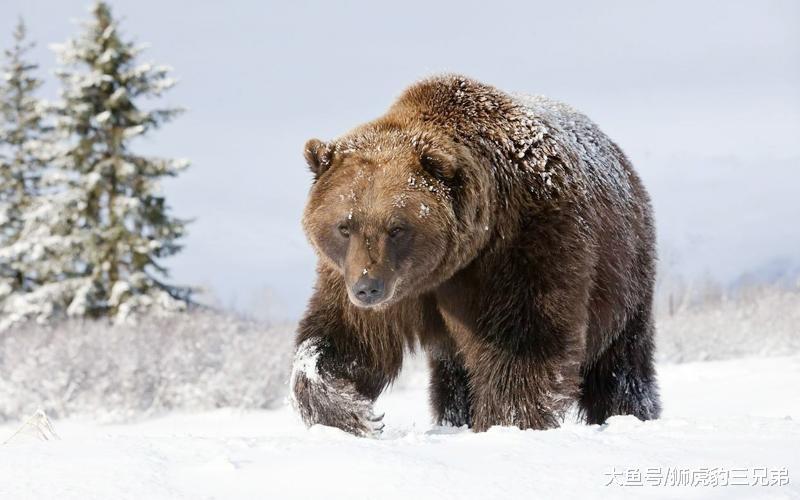 号称能“完爆”斯塔福的猎熊犬, 实际战斗力有多强? 真能猎熊吗?