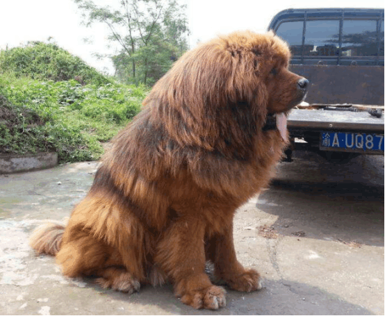 藏獒是犬界中的王者, 可要是和狮子打架呢, 到底谁是真正赢家?