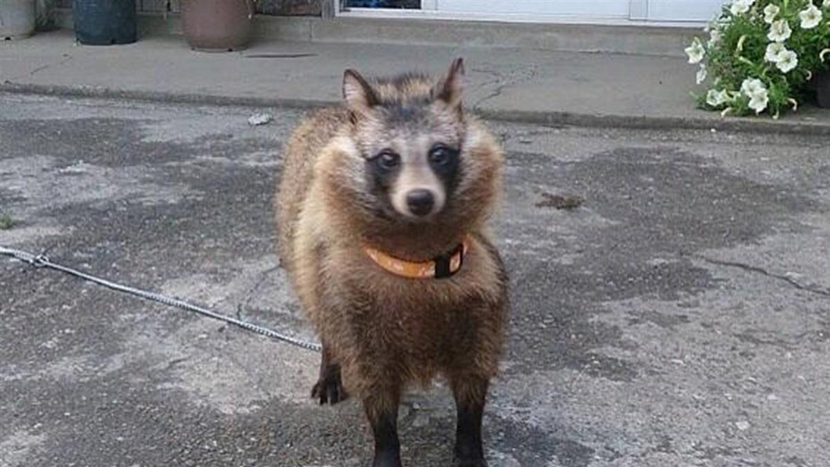 路人从路边草丛捡到五只猫, 兽医却说这是狗狗, 最终两人都被打脸