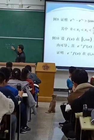 高数课堂中, 学生们昏昏欲睡, 一只狗却听得津津有味, 真是活久见