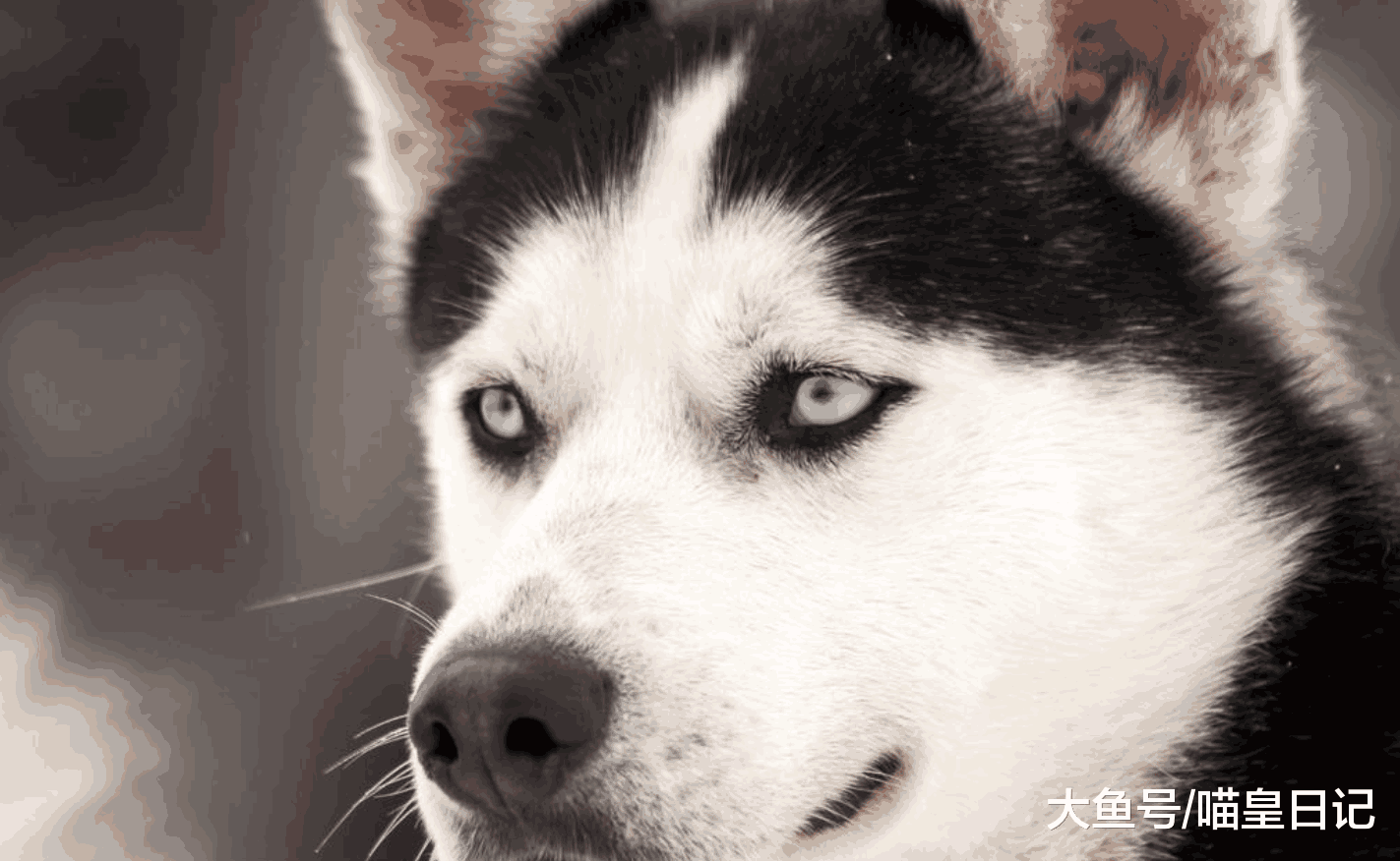 狗狗最吸引你的一个特征是什么? 网友: 金毛是暖, 哈士奇是傻!