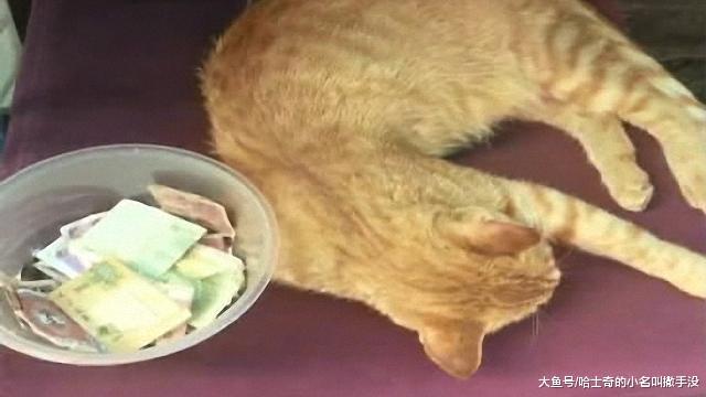 第一次遇到怀孕的猫咪在乞讨, 还自带二维码, 心甘情愿的被骗