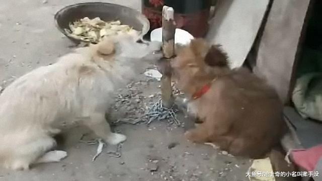 两只小土狗被拴到小树上, 没想到这俩狗差点把小树啃断了, 真聪明