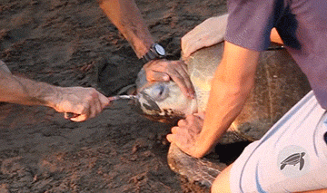 海龟■人类到底有多作孽? 一组图看清人类多么残忍