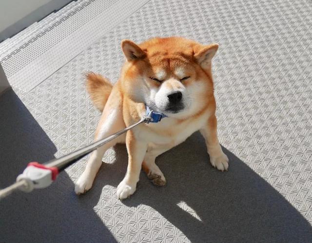 狗狗总是玩不够, 带出门就叫不回来怎么办? 2个办法简单解决