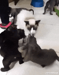 猫咪被一群小狗团团围住, 最后倒在地上都起不来了, 太热情了吧!