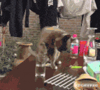 走过最长的路, 就是铲屎官的套路, 可怜, 弱小又无助!