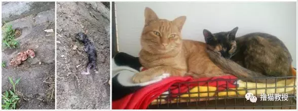 养一只橘猫有多惊喜? 网友捡了一只回家后就完全懂了
