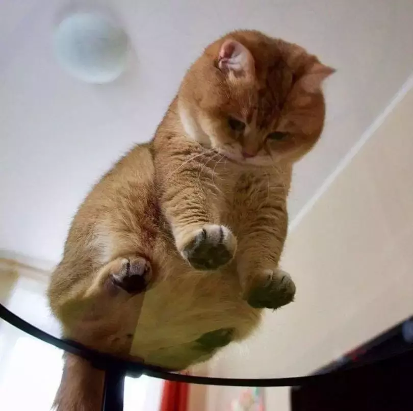 坐在玻璃上的猫咪们, 看完心情都好了