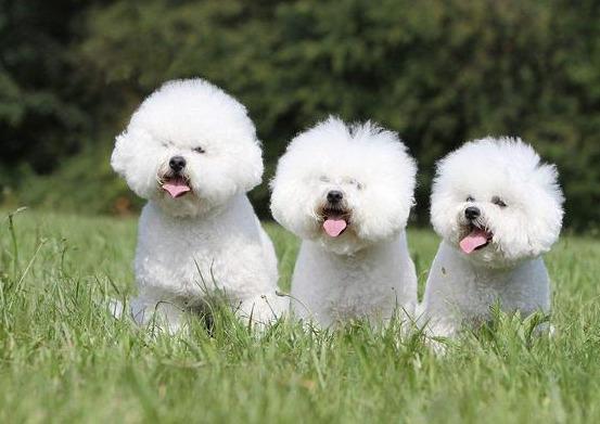想要知道比熊犬寄生虫多不多, 很简单就5点!